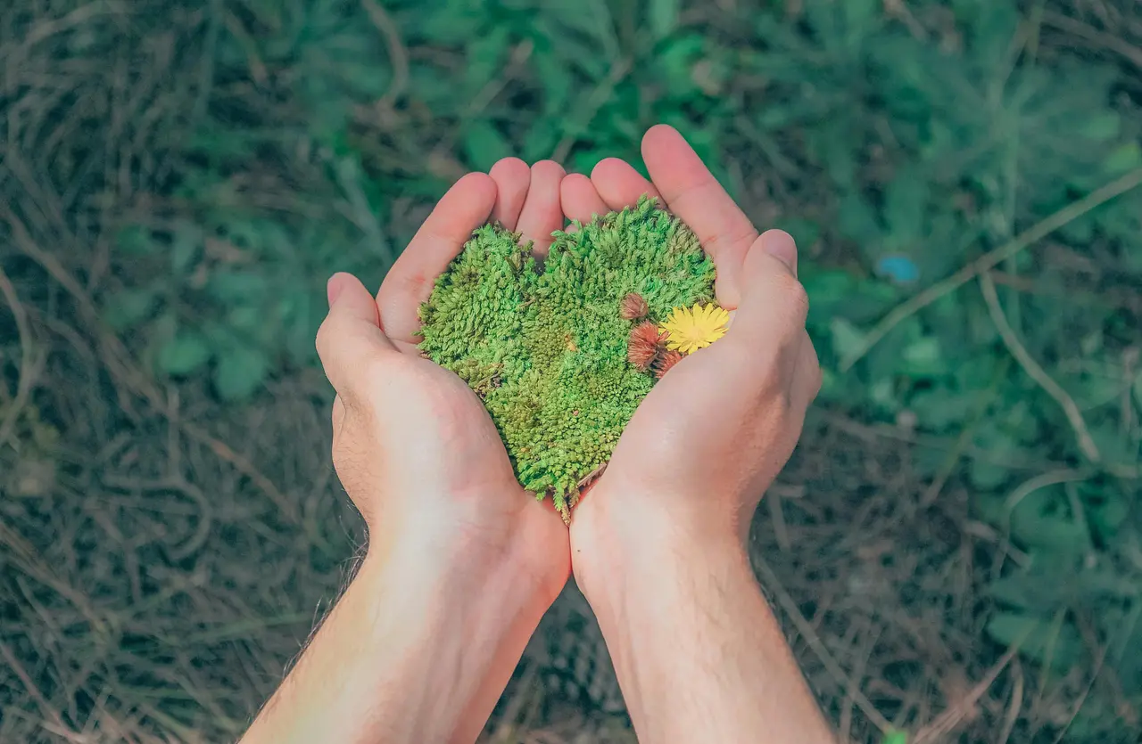 Mani che raccolgono un ciuffo di muschio verde
