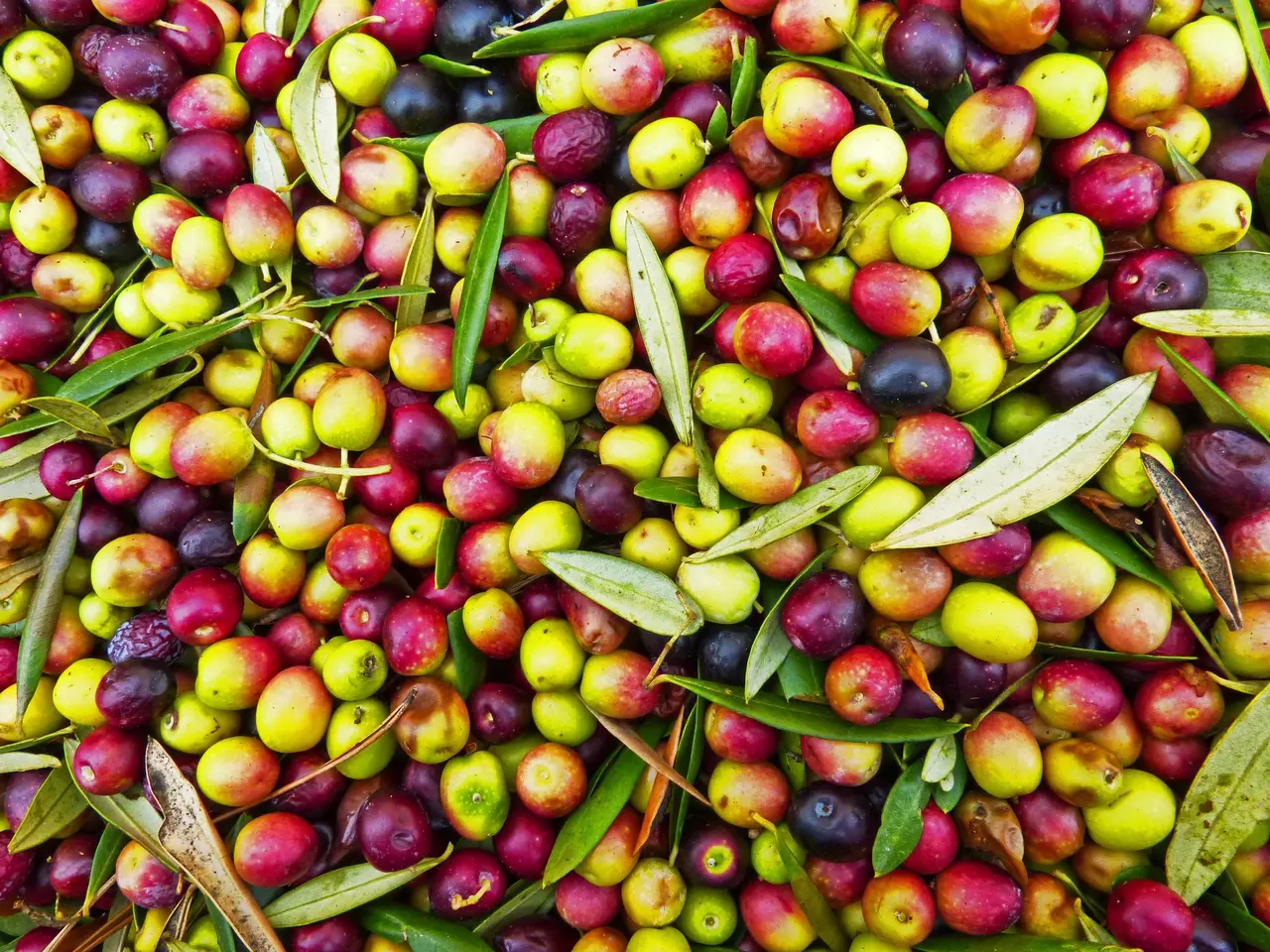 Olive siciliane appena raccolte, verdi, rosse e nere